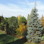 Abies concolor