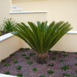 Aiuola Cycas