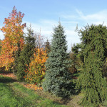 Cornus controversa, Abies-inversa, Abies pinsapo, Liquidambar