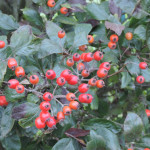 Crataegus