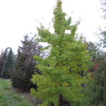 Ginkgo Biloba