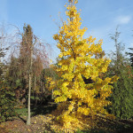 Ginkgo biloba in autunno