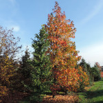 Liquidambar