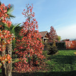 Liquidambar in autunno