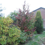 Parrotia persica in autunno