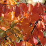 Parrotia persica particolare