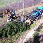 Piantumazione grandi alberi