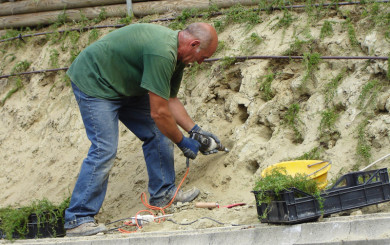 Piantumazione su parete di tufo