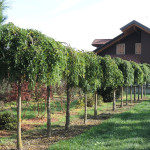 Sophora japonica pendula in filare