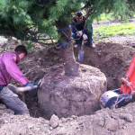 Zollatura grande Cedrus deodara